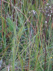 Arnoglossum plantagineum