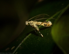 Caloptilia plagata