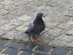 Columba livia domestica
