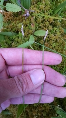 Carex chordorrhiza