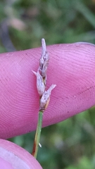 Carex chordorrhiza
