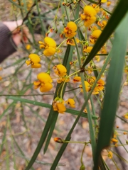 Daviesia wyattiana