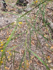 Daviesia wyattiana