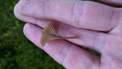 Arrhenia sphagnicola