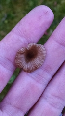 Arrhenia sphagnicola