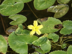 Nymphoides crenata