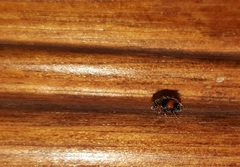 Diomus notescens