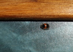 Diomus notescens