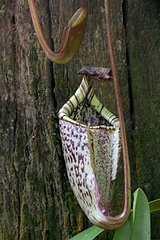 Nepenthes burbidgeae