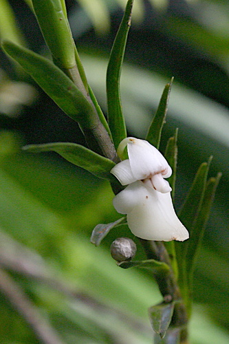 Dendrobium maraiparense