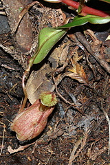 Nepenthes tentaculata