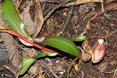 Nepenthes tentaculata