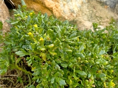 Senecio carnosulus