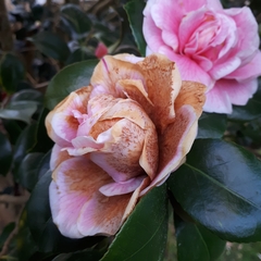 Ciborinia camelliae