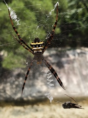 Argiope aetheroides