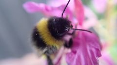 Bombus cryptarum
