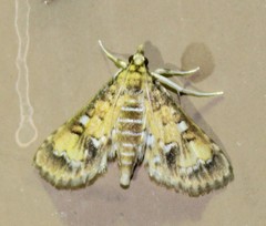 Niphograpta albiguttalis