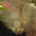 Neovermilia sphaeropomatus - Photo 由 apteryx54 所上傳的 (c) apteryx54，保留部份權利CC BY