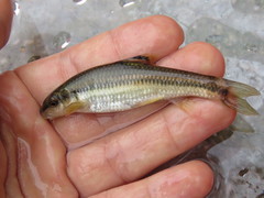 Ladislavia taczanowskii