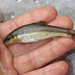 Tachanovsky's Gudgeon - Photo (c) seokinyang, some rights reserved (CC BY-NC), uploaded by seokinyang