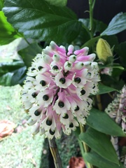 Dendrobium smillieae