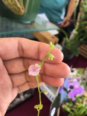 Utricularia calycifida