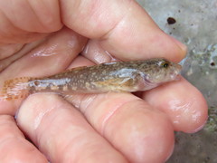 Cottus koreanus