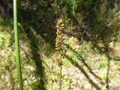 Carex tereticaulis