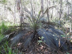 Macrozamia douglasii