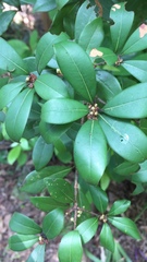 Litsea rotundifolia