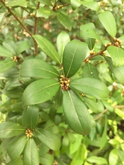 Litsea rotundifolia