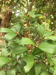 Litsea rotundifolia