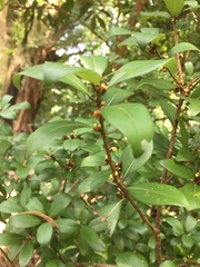 Litsea rotundifolia