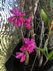 Dendrobium purpureum