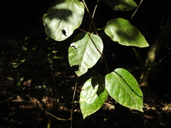 Parsonsia fulva