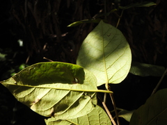Parsonsia fulva