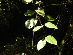 Parsonsia fulva