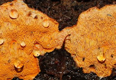 Gloeoporellus merulinus