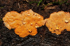 Gloeoporellus merulinus