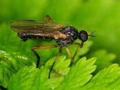 Rhamphomyia