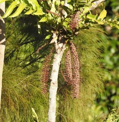 Hicksbeachia pinnatifolia