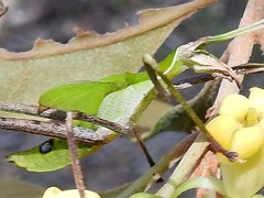 Anthophiloptera dryas