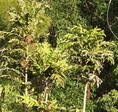 Hicksbeachia pinnatifolia