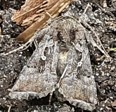Argyrogramma signata