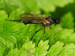 Rhamphomyia