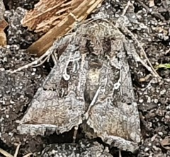 Argyrogramma signata