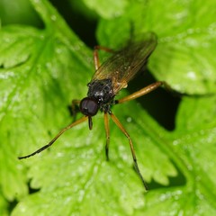 Rhamphomyia