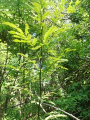Piptadenia retusa