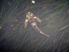 Clinocottus globiceps