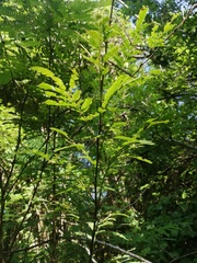 Piptadenia retusa